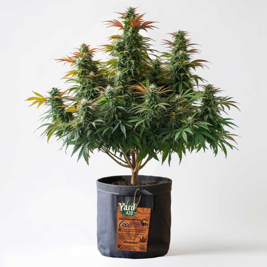 Grow Stofftopf Coco Mix